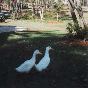 The Wild Ducks